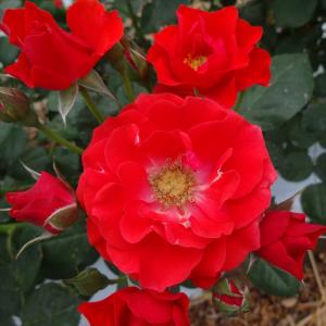 日本花キ流通 予約販売 バラ苗 バラ大苗 大輪 サマンサ 四季咲き 薔薇