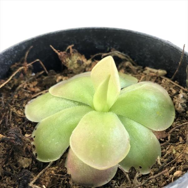 ムシトリスミレ ウェサー 9cmポット 食虫植物