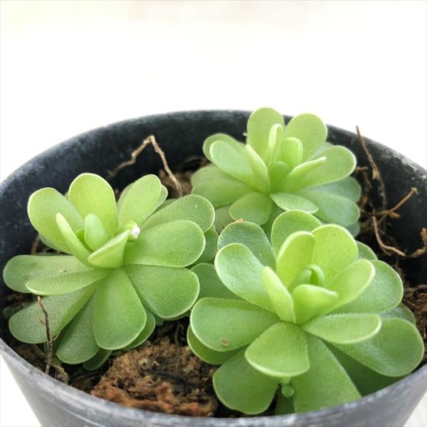 ムシトリスミレ 姫足長虫取りスミレ 9cmポット 食虫植物