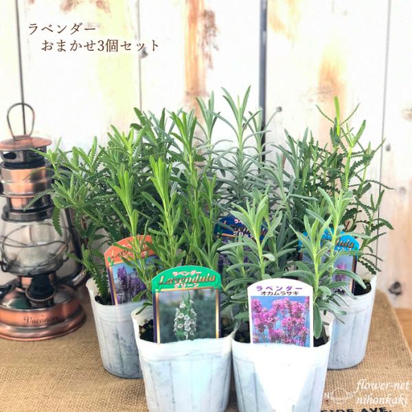 予約販売 ラベンダー 苗 品種おまかせ 3個セット 9cmポット 花苗 宿根草 ガーデニング 送料無...