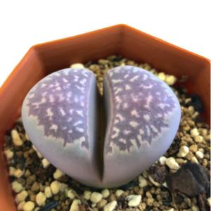 日本花キ流通 多肉植物 asリトープス 大津絵 多肉植物 6cmポット