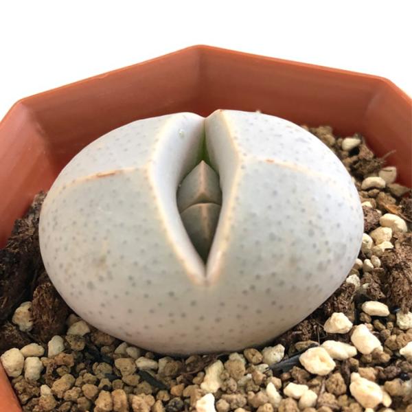 多肉植物 asディステランサス 幻玉 多肉植物 メセン 6cmポット