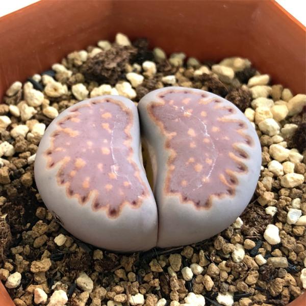 多肉植物 asリトープス ザクロ玉 （柘榴玉） 多肉植物 メセン 6cmポット