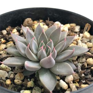 多肉植物 skエケベリア 銀天女 多肉植物 エケベリア 7.5cmポット