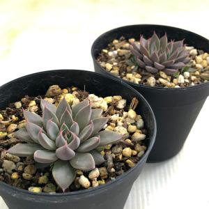 多肉植物 skエケベリア 銀天女 多肉植物 エ...の詳細画像1