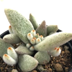 多肉植物：カランコエ 孫悟空orキタキツネ : 遊恵盆栽 Yahoo!店 - 通販