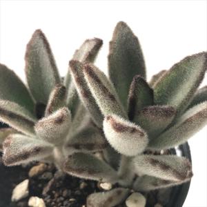 日本花キ流通 多肉植物 hmカランコエ 福兎耳 雪だるま 多肉植物