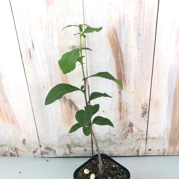 多肉植物 caコミフォラ sp ブラックステム 多肉植物 コーデックス 9cmポット