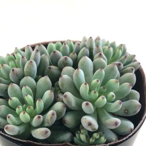 【6カット】セダム『オーロラ』多肉植物　根なし　お試しに♡ 1.5〜2㌢程 6カット】セダム『オーロラ』多肉植物 根なし お試しに♡ 1.5〜2㌢