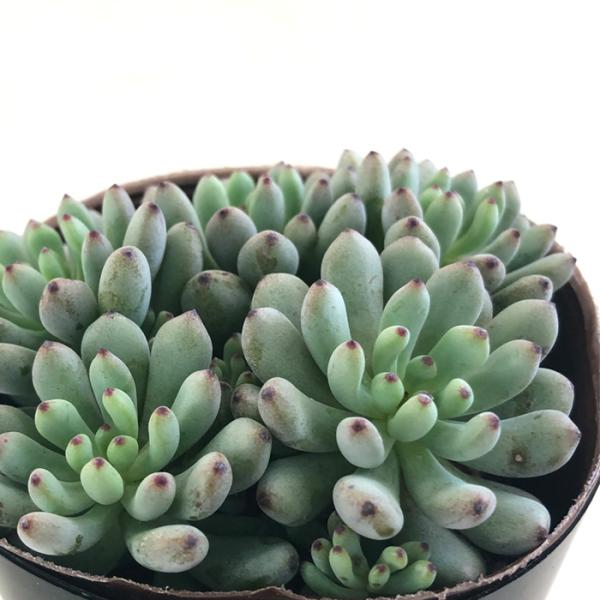 多肉植物 seグラプトペタルム ブラックベリー 多肉植物 セダム 7.5cmポット
