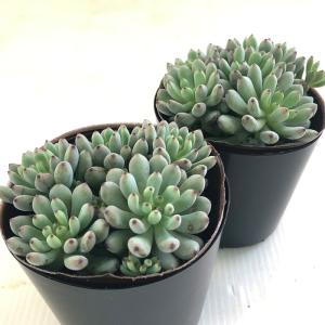 多肉植物 seグラプトペタルム ブラックベリー...の詳細画像1