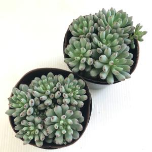 多肉植物 seグラプトペタルム ブラックベリー...の詳細画像2