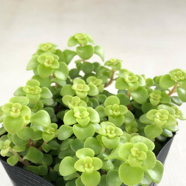 多肉植物 seセダム 黄金丸葉万年草 多肉植物  セダム 9cmポット