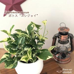 ポトスパーフェクトグリーンの商品一覧 通販 Yahoo ショッピング