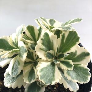 日本花キ流通 多肉植物 seセダム シンフォロサヌム 多肉植物 シンフォ