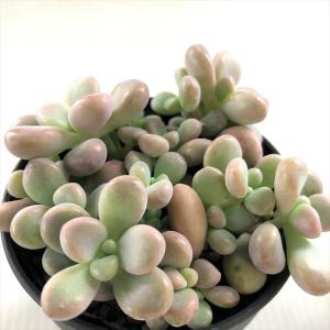 サボテン：フェロカクタス 巨鷲玉 実生*幅7.5cm : 遊恵盆栽 Yahoo!店