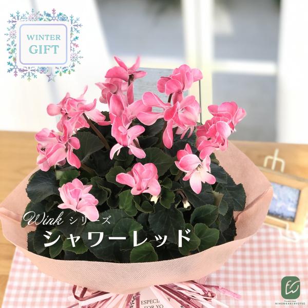 予約販売 シクラメン ウインクシャワーレッド 5号鉢 送料無料 ラッピング付き さかもと園芸 冬ギフ...