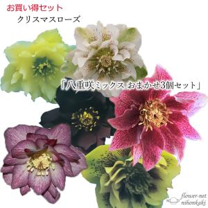 八重咲きクリスマスローズ おまかせ3個セット 10.5cmポット クリスマスローズ 八重咲き｜flower-net