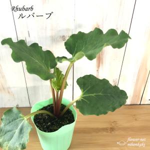 ルバーブ 苗 9cmポット ガーデニング ハーブ苗 Herb