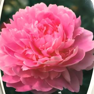 シャクヤクの花の土の商品一覧 通販 Yahoo ショッピング