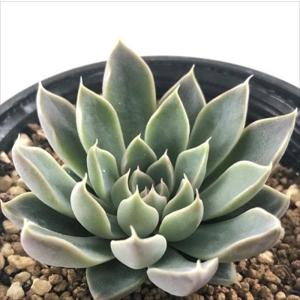 日本花キ流通 多肉植物 skエケベリア ドイツシャンペン 多肉植物