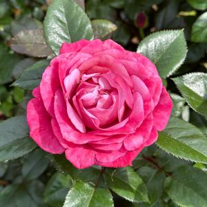 ラズベリーアイズ薔薇苗木【調整中】 | werc.co.nz