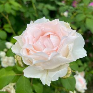 予約販売 バラ 苗 新苗 寺西コレクション フレジェ 四季咲き 薔薇 ばら