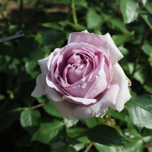 予約販売 バラ苗 バラ大苗 ロサ オリエンティス ライフ 品種登録出願中