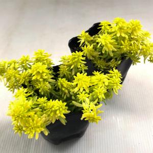 多肉植物 seセダム ミモザ 多肉植物 セダム...の詳細画像1