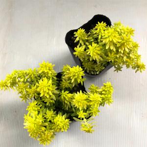 多肉植物 seセダム ミモザ 多肉植物 セダム...の詳細画像2