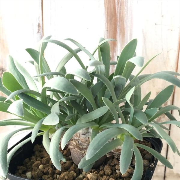 多肉植物 caオトンナ レトロルサ レトローサ 多肉植物 コーデックス 10.5cmポット