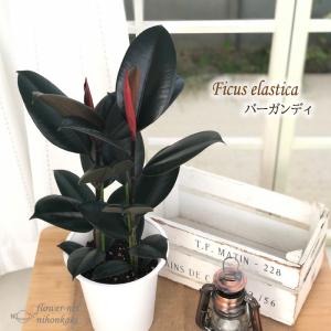 日本花キ流通 【先行予約 P3倍】 観葉植物 フィカス ウンベラータ 6号