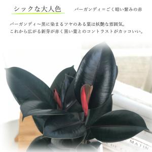 観葉植物 フィカス バーガンディ ゴムの木 6...の詳細画像1