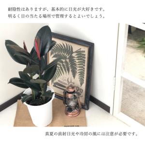 観葉植物 フィカス バーガンディ ゴムの木 6...の詳細画像2