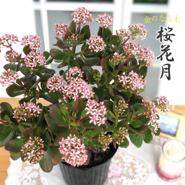 金のなる木 花いっぱい 桜花月 5号鉢 送料無料 カゲツ 花月 多肉植物 ギフト プレゼント 鉢植え...