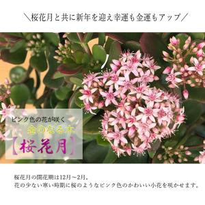 予約販売 金のなる木 花いっぱい 桜花月 5号...の詳細画像1