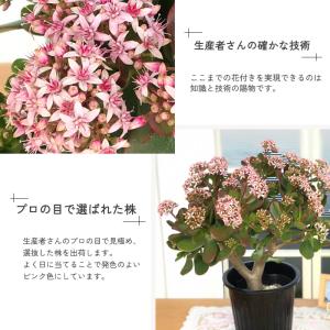 予約販売 金のなる木 花いっぱい 桜花月 5号...の詳細画像3