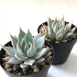 多肉植物 skエケベリア クスピダータ メンチ...の詳細画像1