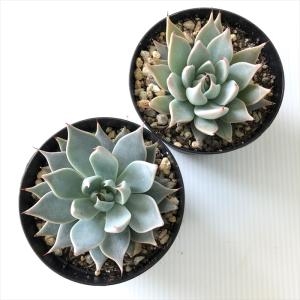 多肉植物 skエケベリア クスピダータ メンチ...の詳細画像2