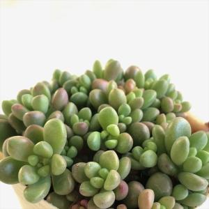 大型多肉植物の商品一覧 通販 Yahoo ショッピング