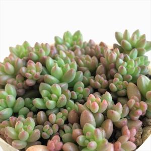 日本花キ流通 多肉植物 seセダム モリムラマンネングサ 7.5cmポット