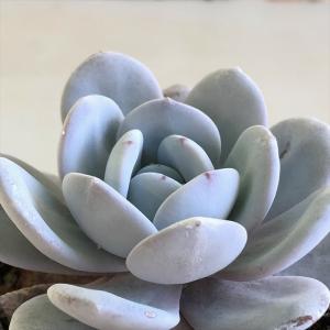 多肉植物 oriミックスベリア No.067 華切子 おらいさん苗 送料