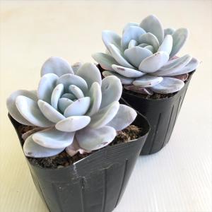 多肉植物 caエケベリア ラウイ 多肉植物 エ...の詳細画像1