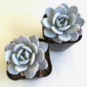 多肉植物 caエケベリア ラウイ 多肉植物 エ...の詳細画像2