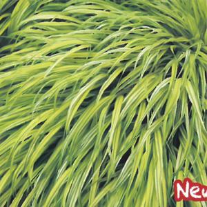 宿根草の咲く庭 黄金風知草 苗 9cmポット 多年草 ガーデニング 花苗 宿根草苗 hys4