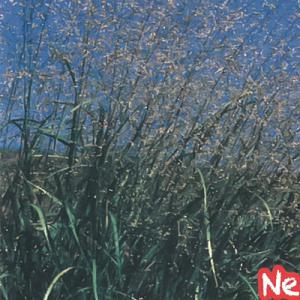 パニカムの商品一覧 通販 Yahoo ショッピング