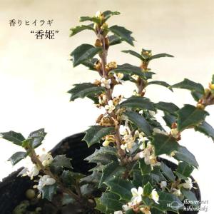 予約販売 香りヒイラギ 香姫 7.5cmポット ...の商品画像