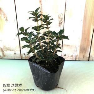 予約販売 香りヒイラギ 香姫 7.5cmポット...の詳細画像1