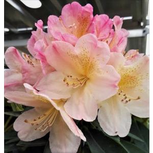 予約販売 シャクナゲ パーシー ワイズマン 5号鉢 開花予定株 西洋シャクナゲ しゃくなげ 石楠花 花苗 常緑 花木 toy 11月下旬以降発送