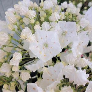 アメリカシャクナゲの花の商品一覧 通販 Yahoo ショッピング